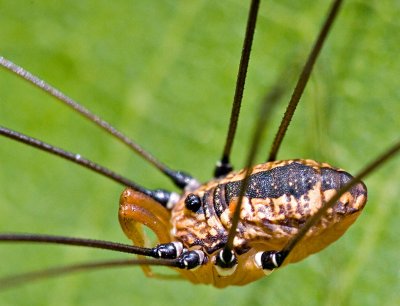 Harvestman Closeup