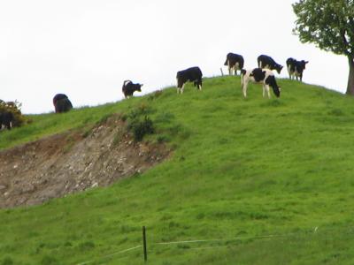 Cows on a hill, close up
