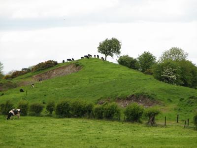 Cows on a hill