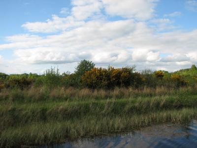 More gorse