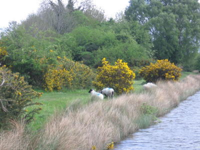 Sheep and gorse