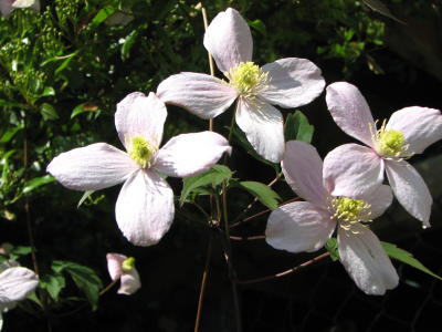 Clematis blossom