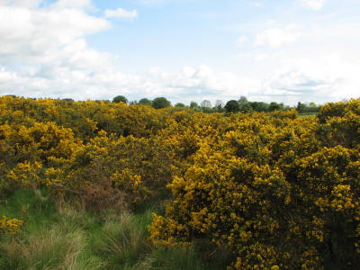 Gorse