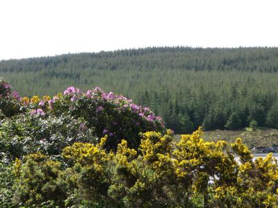 Gorse and Rhododendron