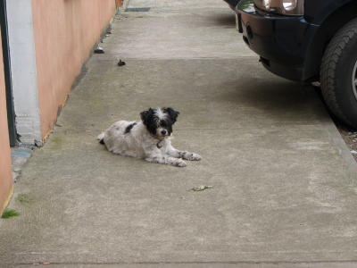 Dog at solicitors