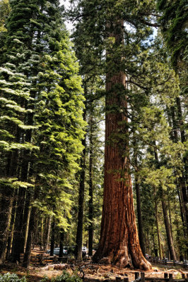 Mariposa Grove of Sequoias
