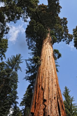 Giaant Sequoia
