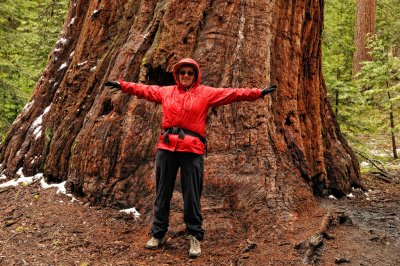 Margaret Ann measuring a Sequoia tree
