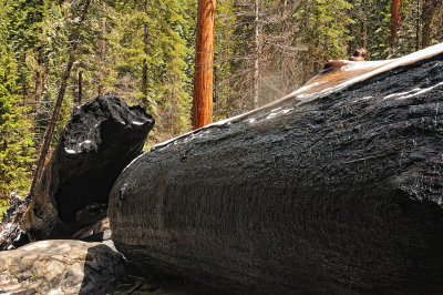 burned Sequoia log