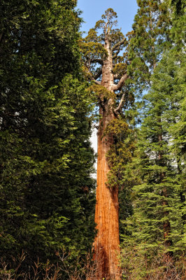 General Grant tree