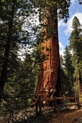 Grant Grove