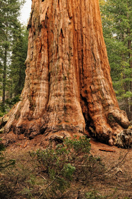 Grant Grove