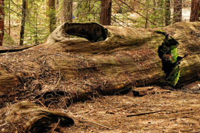 Sequoia log