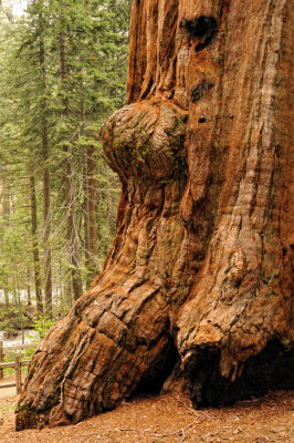 Sequoia burl - Grant Grove