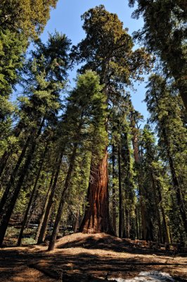 Sequoia along the General Sherman walking trail