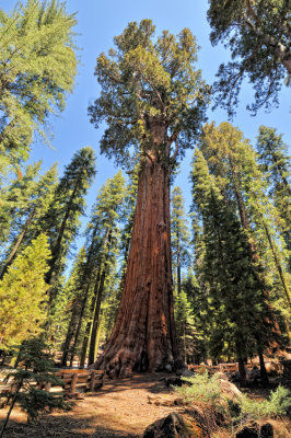 General Sherman tree