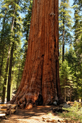 Sequoia on the General Sherman walking trail