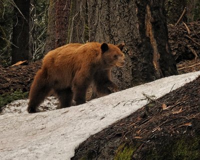 Black Bear on the Crescent Meadow trail