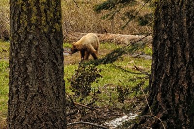 Black Bear on Crescent Meadow