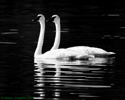 Trumpeter Swans on Wonder Lake