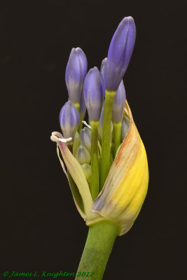 Agapanthus bloom