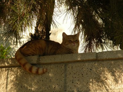 Diane's cat