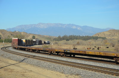 train and cows