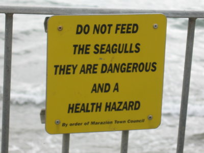 Seagulls are dangerous