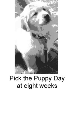 Pick the Puppy Dayat eight weeks