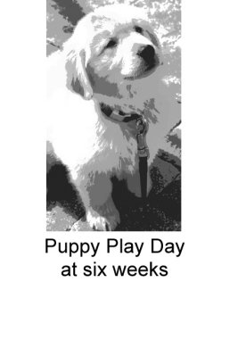 Puppy Play Dayat six weeks