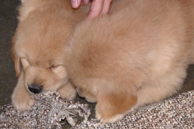 Two carpet chewers