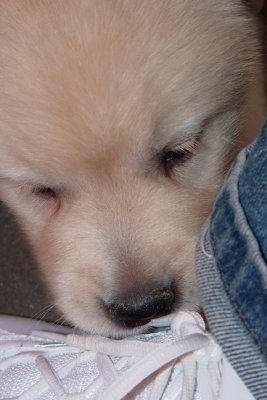 Biting shoe lace