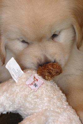 Biting woobie