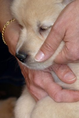 Holding a puppy
