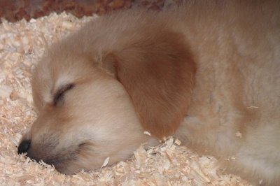 Snoozing on wood chips