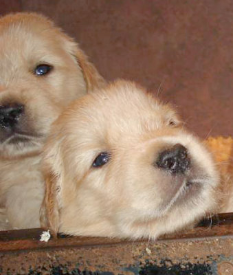 Puppies peeking out