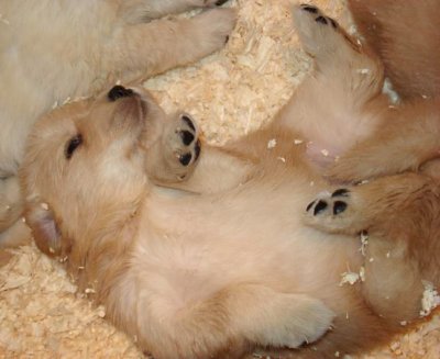 puppy-belly-up-09075-72.jpg