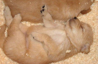 Zzzzzz ...