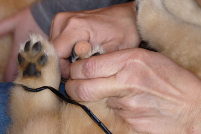 Toe trimming