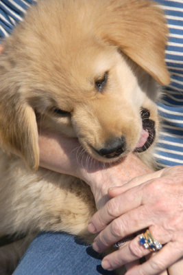 Auntie Heather's hands look tasty to TeddyMarch 20