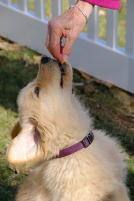 Teddy gets a treat! He is very food oriented.March 27