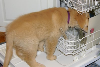 Teddy doing a pre-wash. Note tongue!April 9