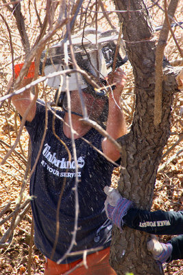 Volunteer chain sawing.