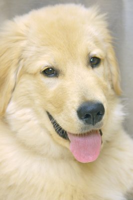 Teddy looking adorable at the vet's.April 21
