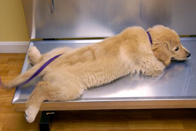 Teddy liked the scale. About 28 lbs!April 21