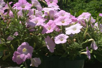 Petunias