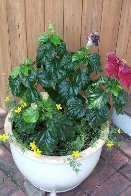 Flower Pot