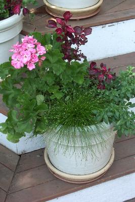 Flower Pot
