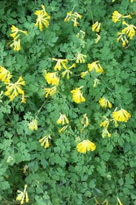 Yellow Flower (unidentified)