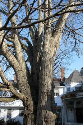 Exterior, Shade Tree